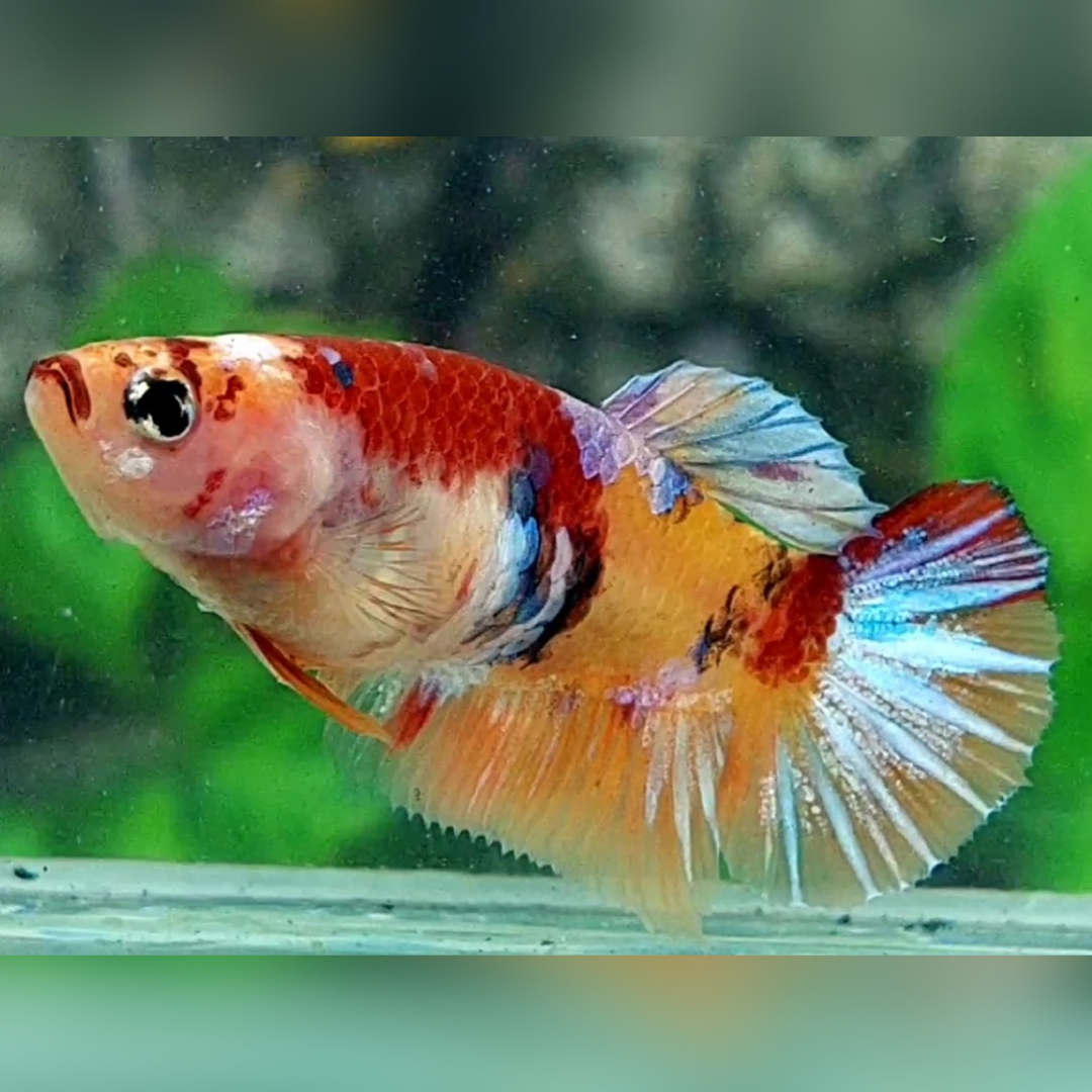 Yellowbase Candy Koi Galaxy HMPK Betta Fish Female For Sorority / Breed