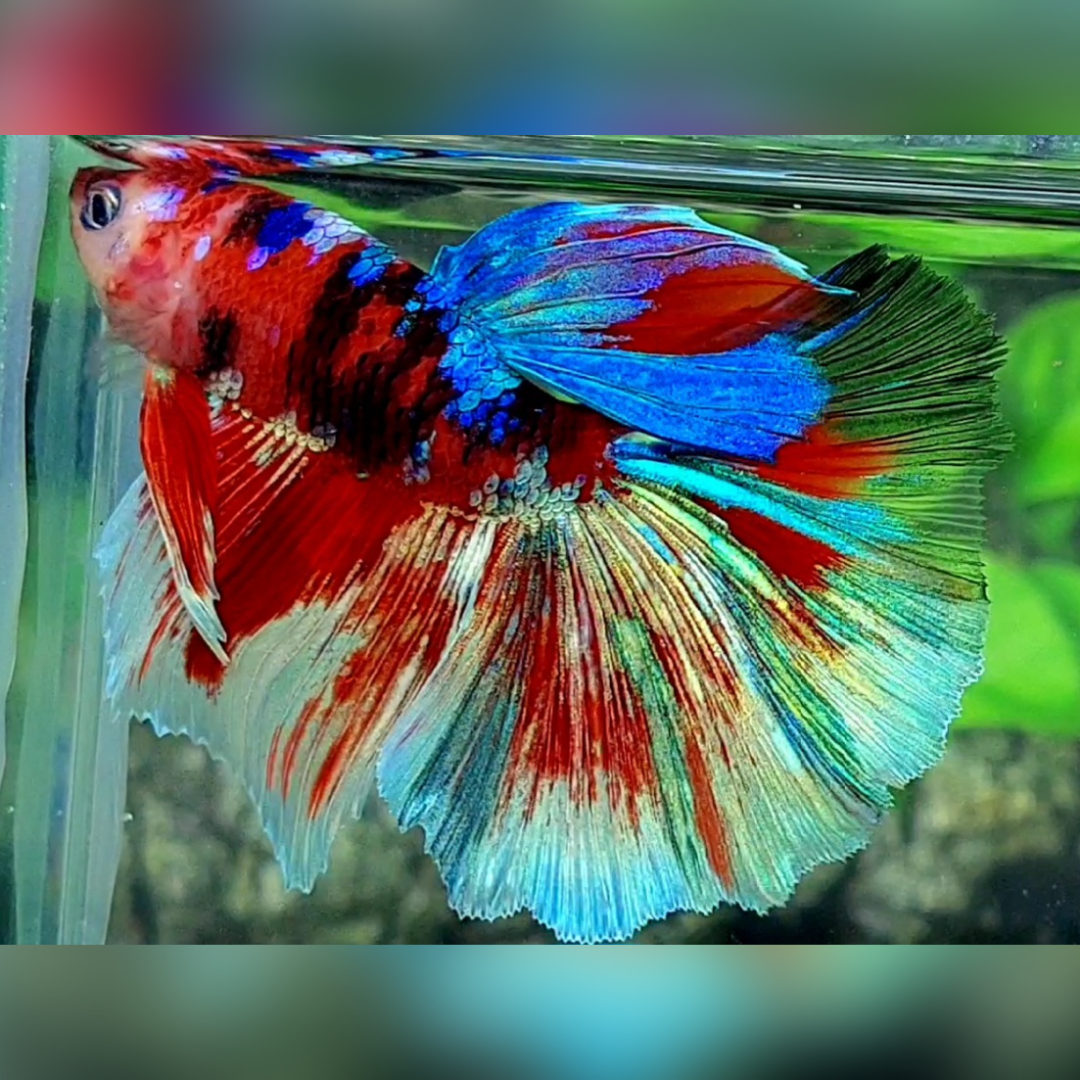 Multicolor Red Tiger Galaxy Halfmoon Betta Fish Male