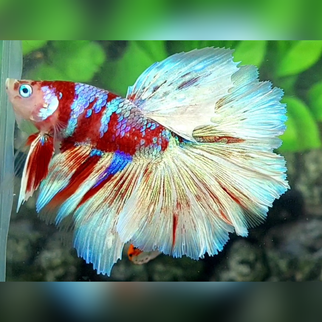 Red Barongsai Galaxy Monkey Face Halfmoon Betta Fish Male