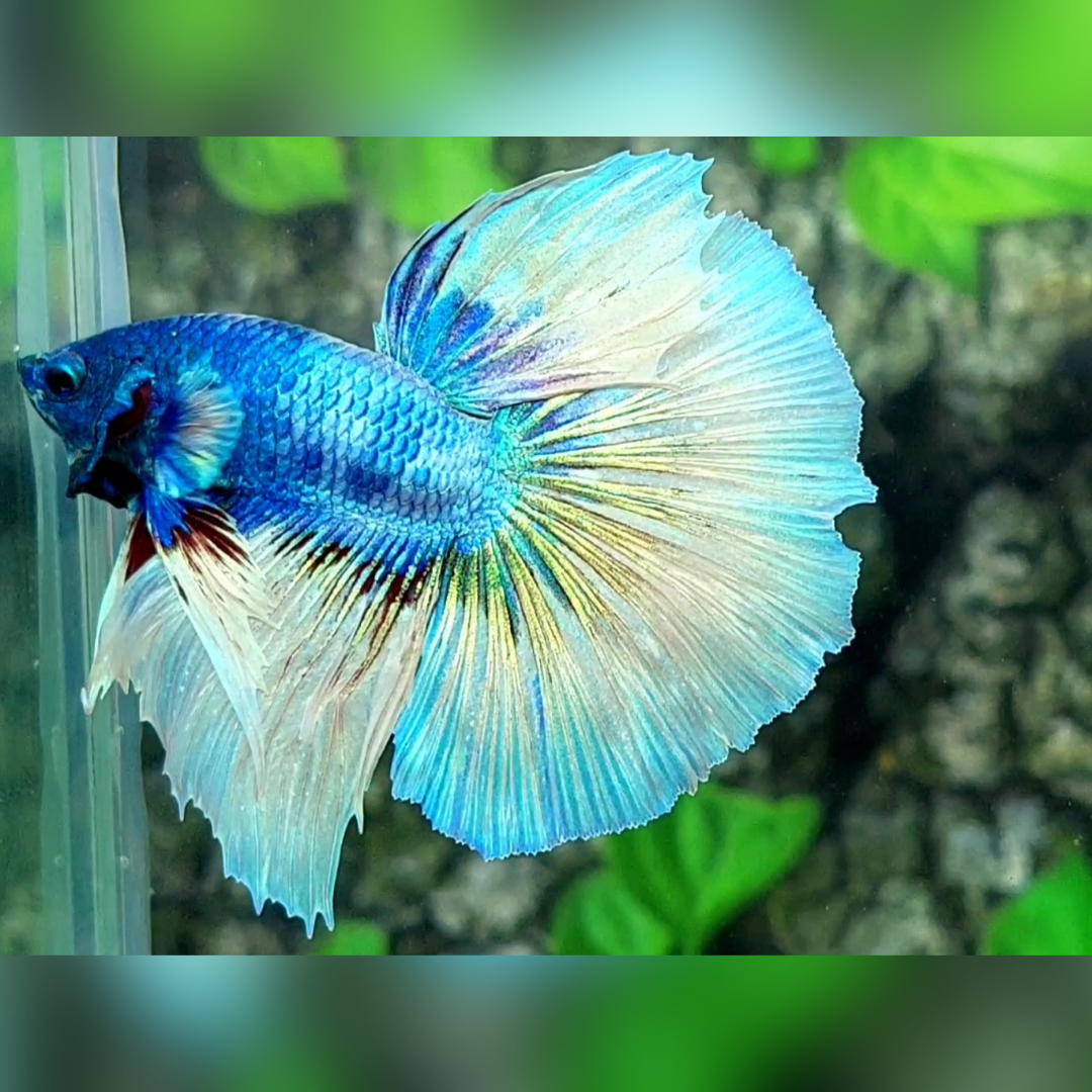 Fancy Skyblue Halfmoon Betta Fish Male