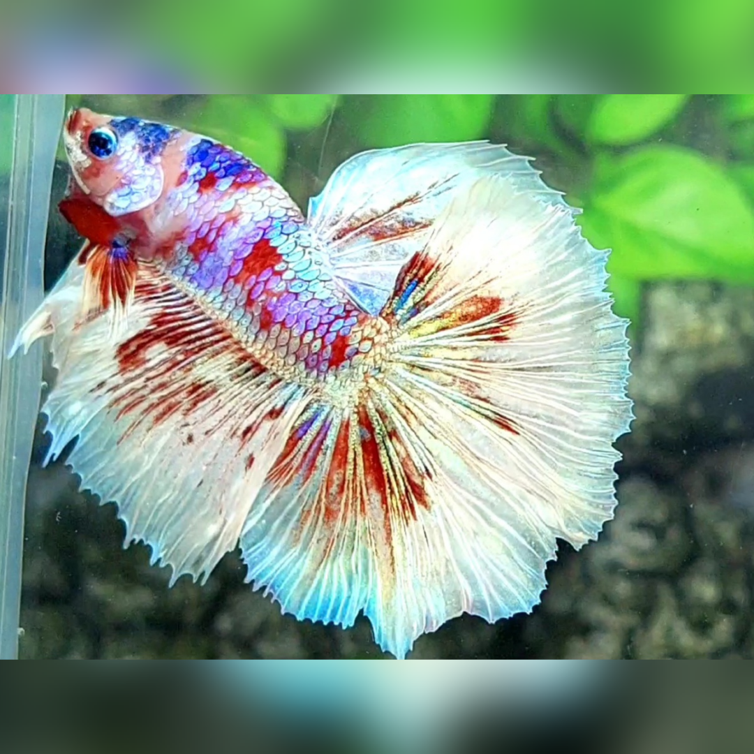 Candy Barongsai Galaxy Halfmoon Betta Fish Male