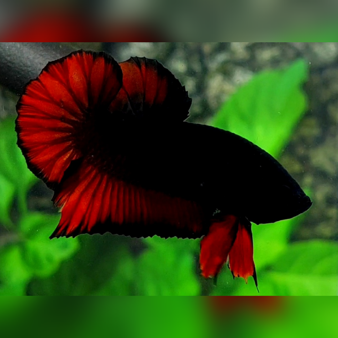 Black Light Red Vampire HMPK Betta Fish Male