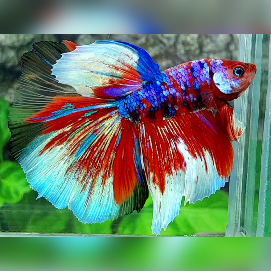 Multicolor Red Candy Galaxy Halfmoon Betta Fish Male