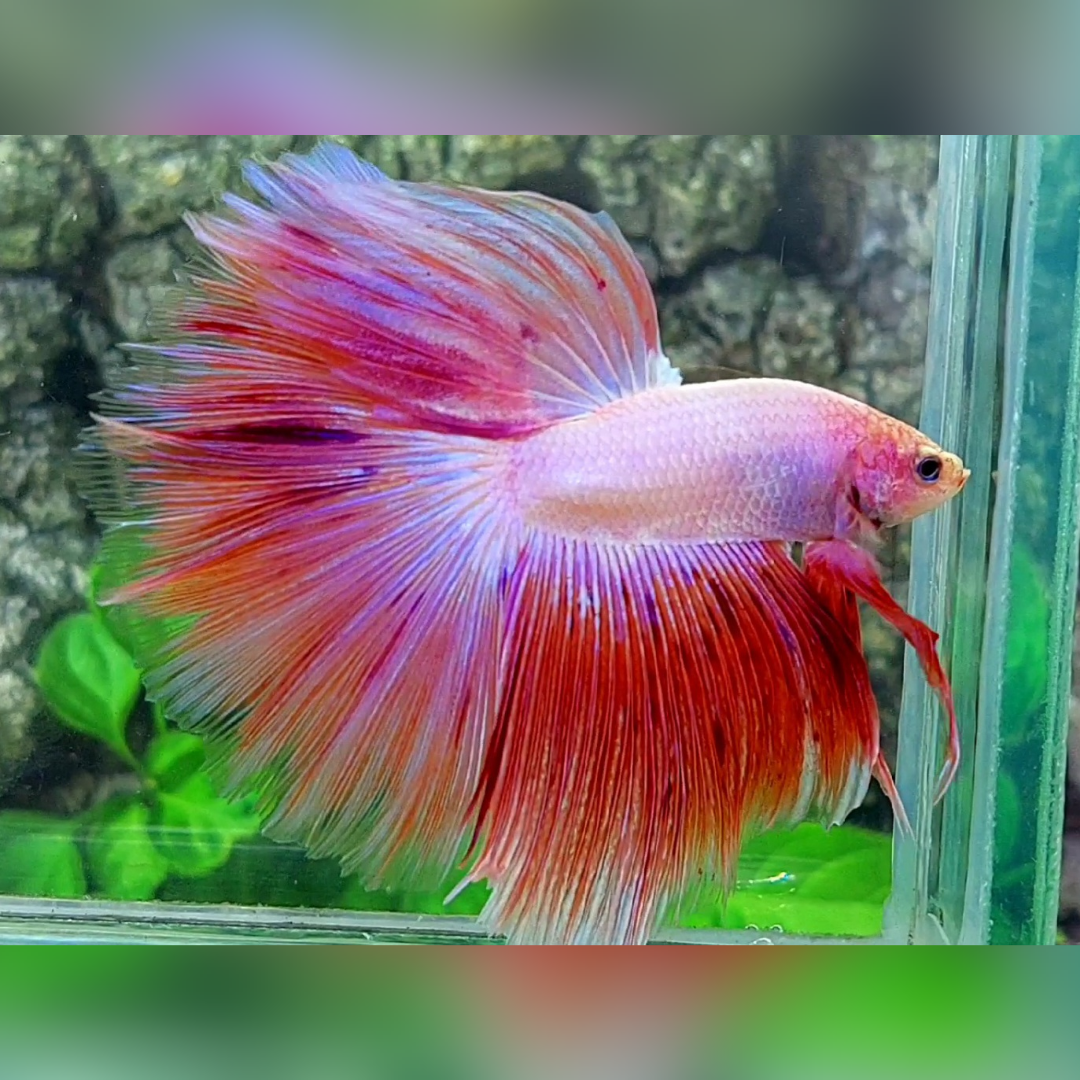 Pink Fancy Halfmoon Betta Fish Male