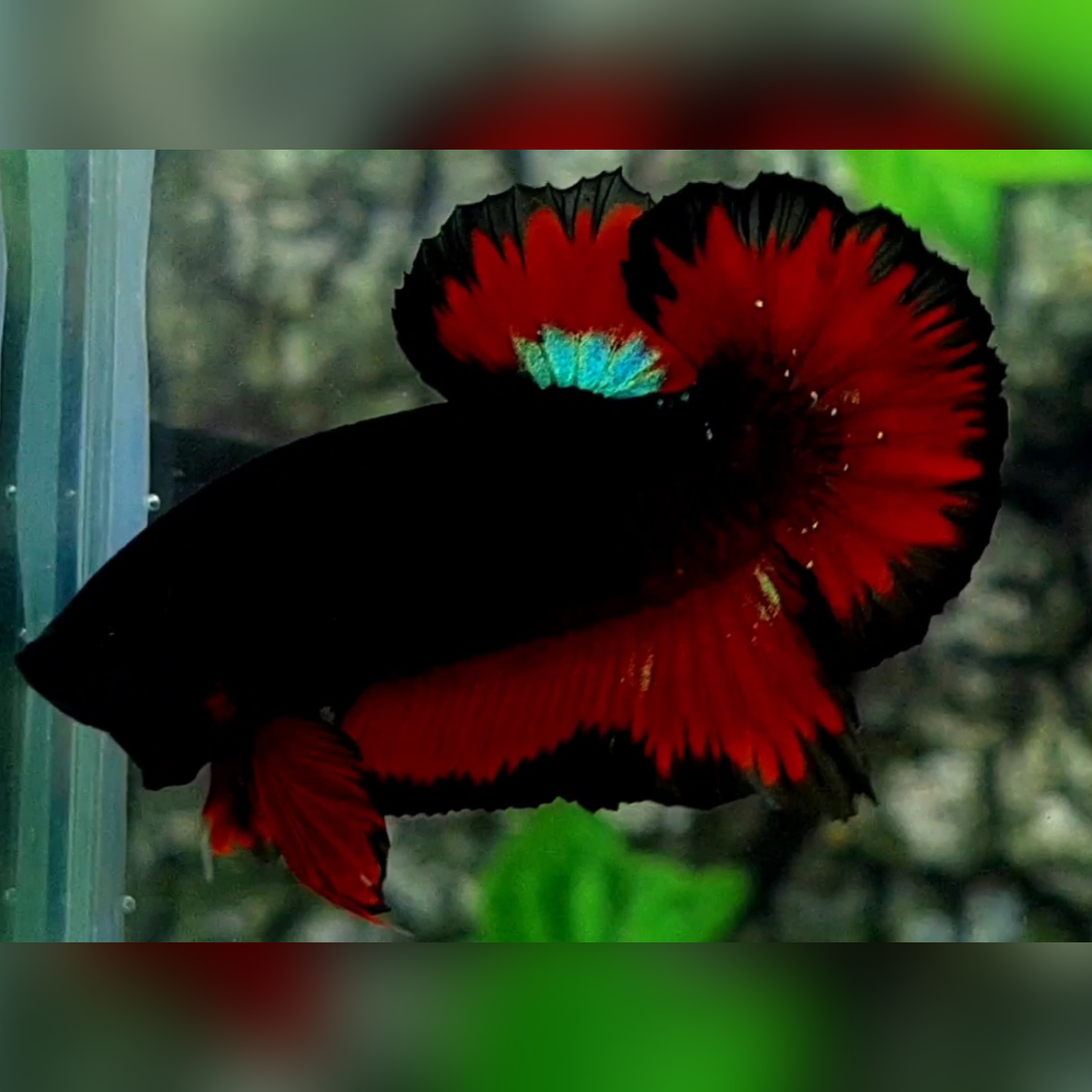 Black Light Red Vampire HMPK Betta Fish Male