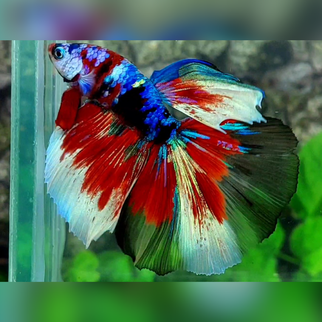 Multicolor Galaxy Halfmoon Betta Fish Male