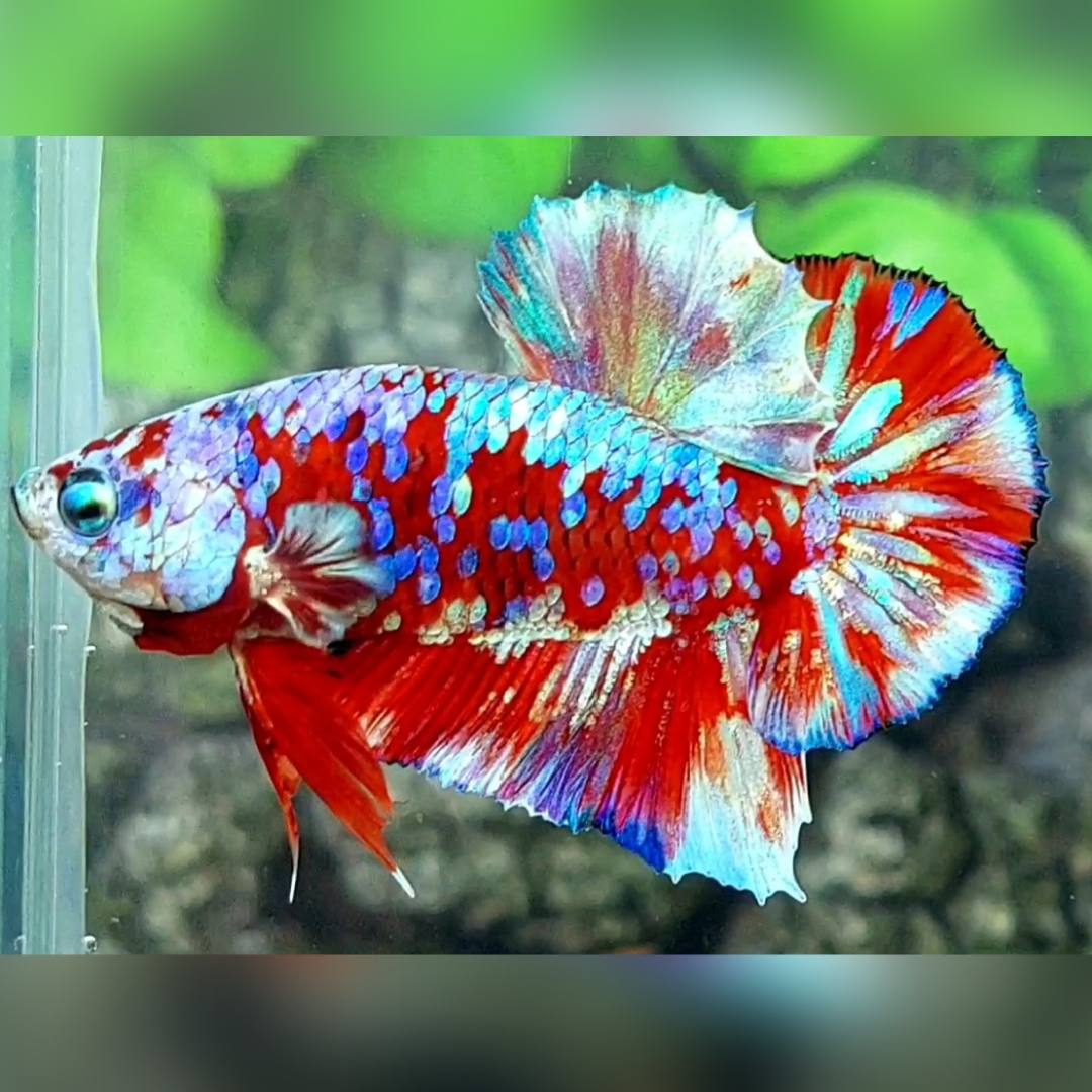 Red Barongsai Galaxy Over HMPK Betta Fish Male