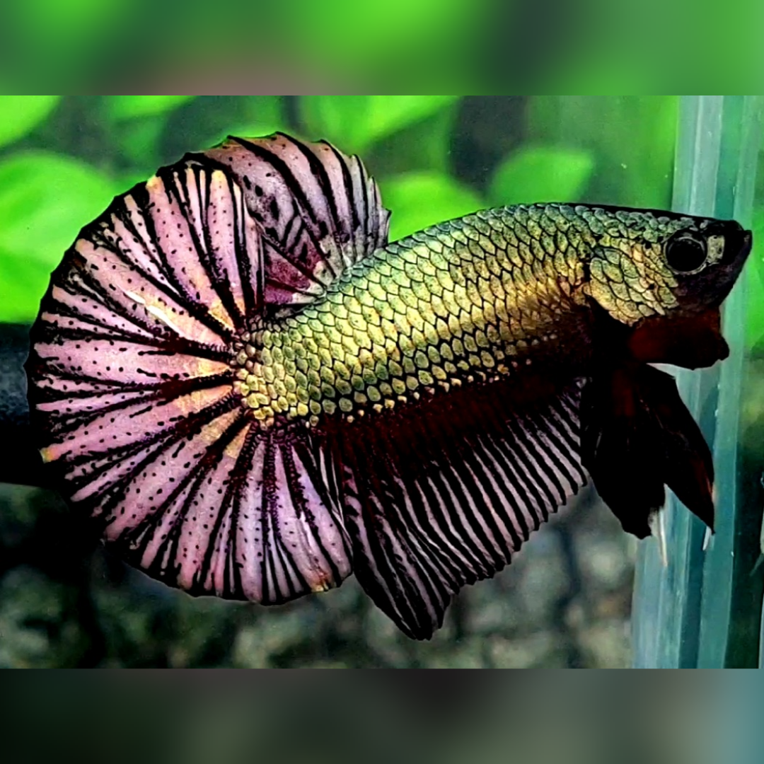 Black Green Copper Huge Startail Over HMPK Betta Fish Male