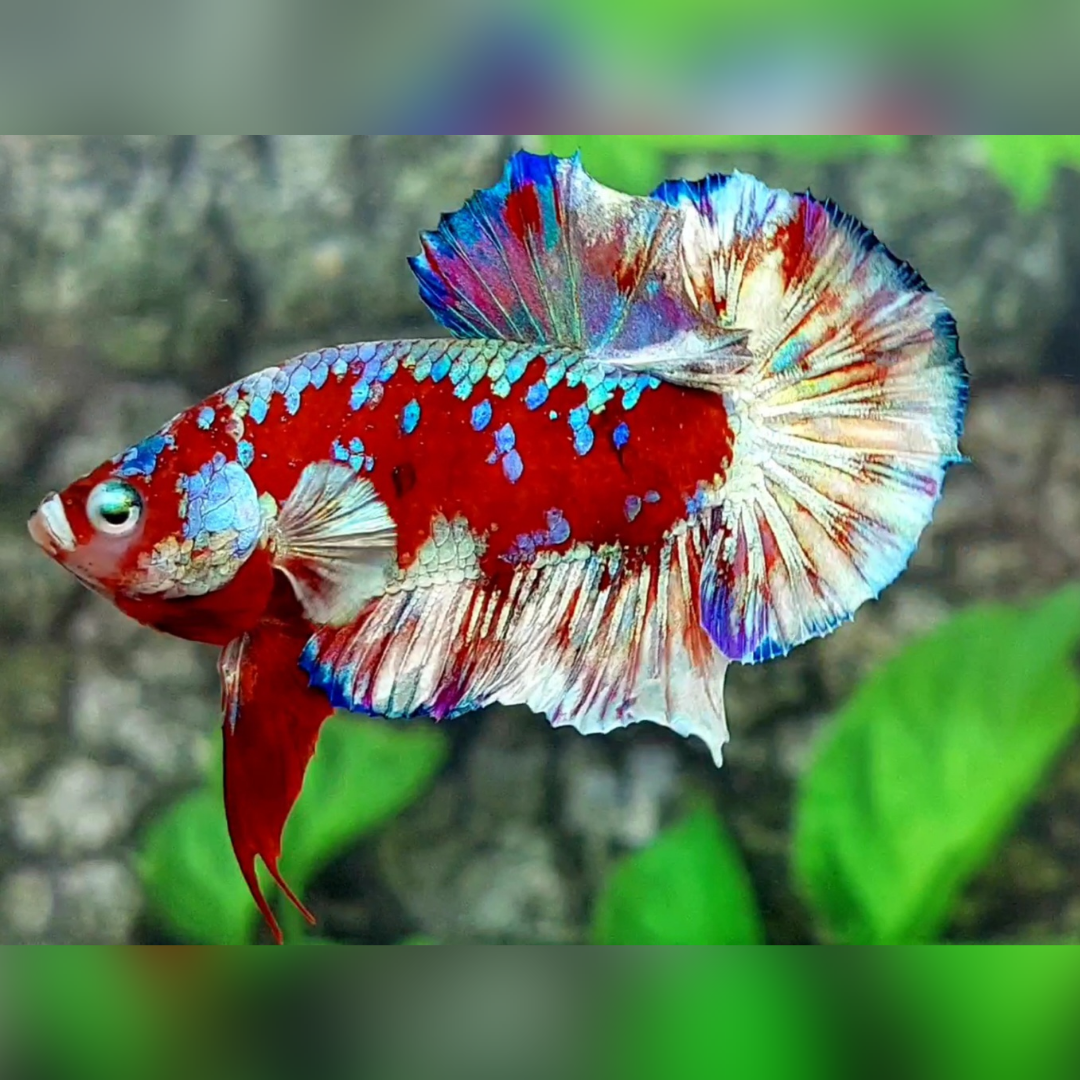 Red Barongsai Galaxy Over HMPK Male #na