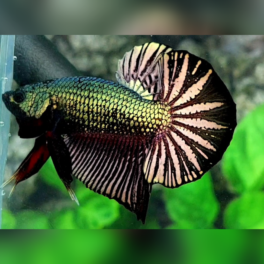 Black Green Copper Huge Startail Over HMPK Betta Fish Male