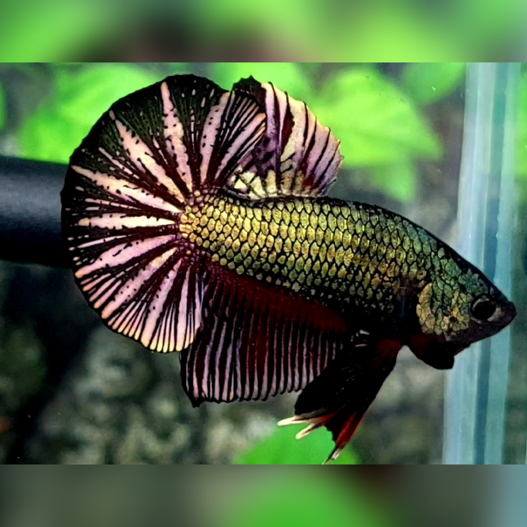 Black Green Copper Huge Startail Over HMPK Betta Fish Male