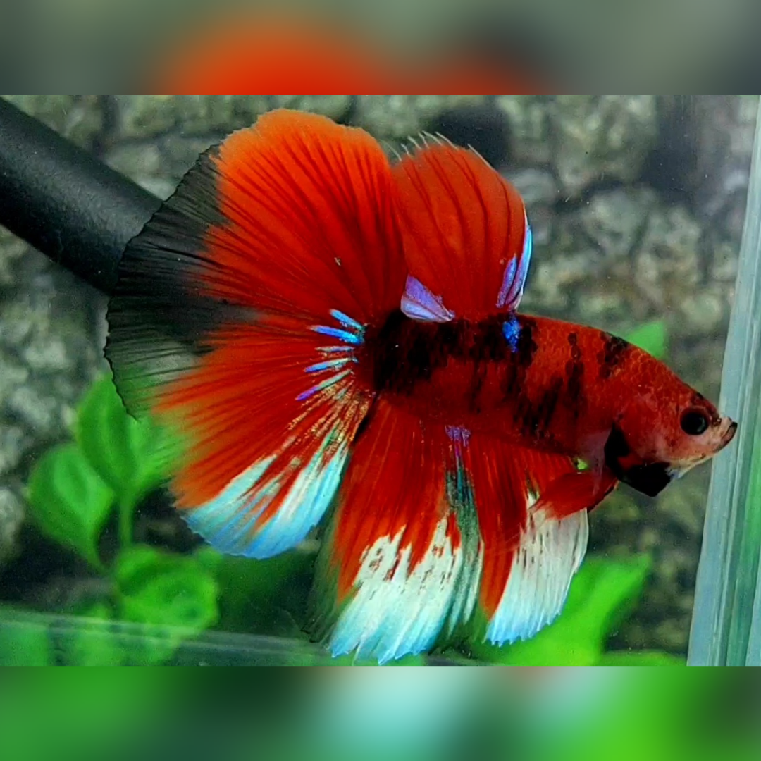 Red Koi Tiger Halfmoon Betta Fish Male