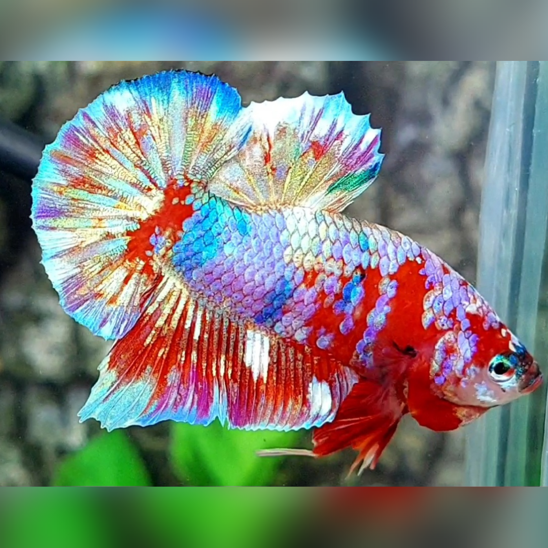 Red Barongsai Galaxy Over HMPK Betta Fish Male