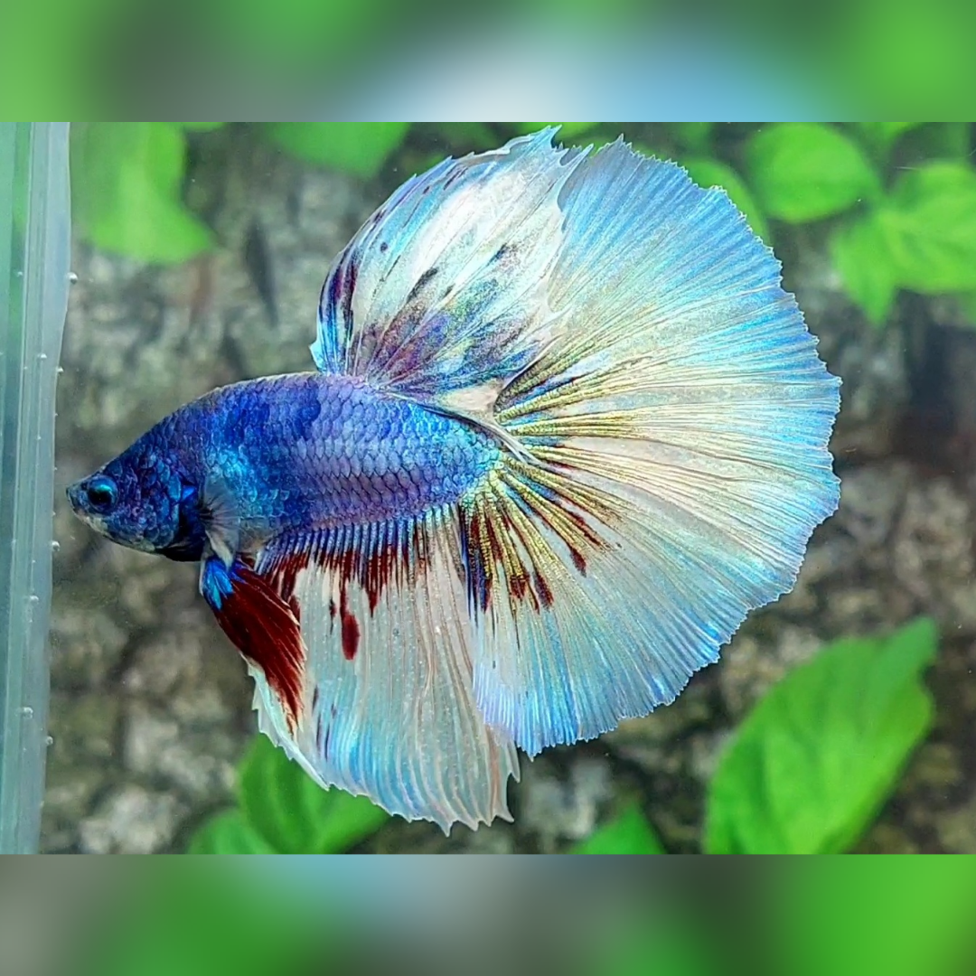 Fancy Halfmoon Betta Fish Male