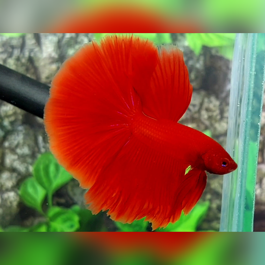 Solid Super Red Halfmoon Betta Fish Male