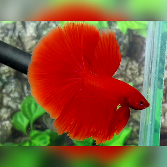 Solid Super Red Halfmoon Betta Fish Male