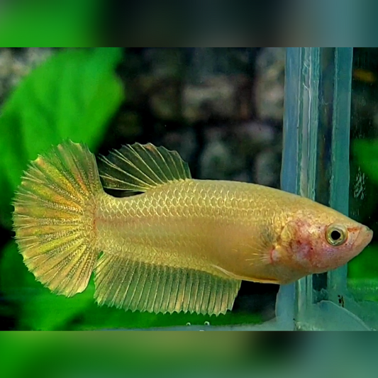 Solid Super Gold 24K HMPK Female For Sorority / Breed #na