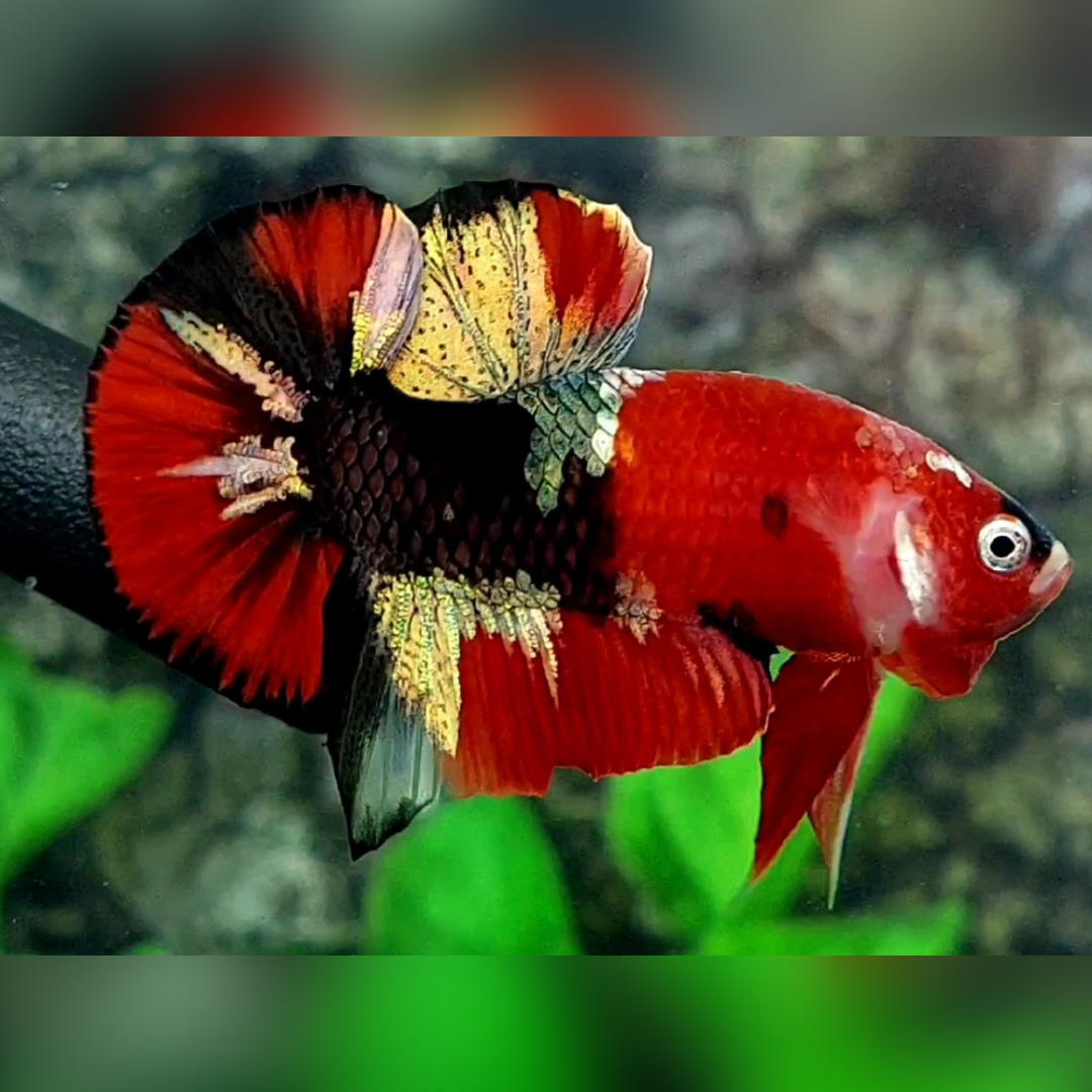 Red Koi Tiger Copper Gold Galaxy HMPK Betta Fish Male #RKC