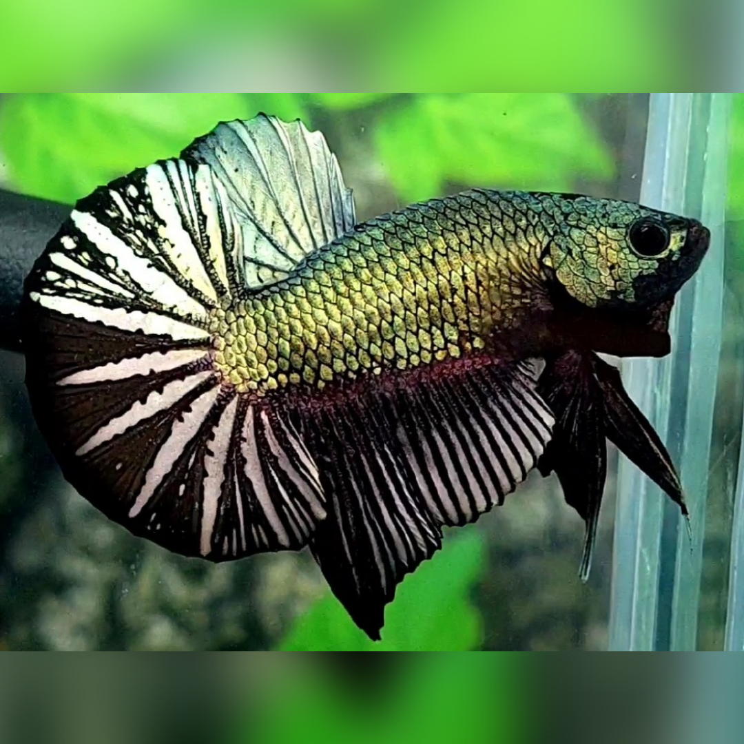 Black Green Copper Huge Startail Over HMPK Betta Fish Male