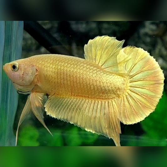 Solid Super Gold 24K HMPK Male #na