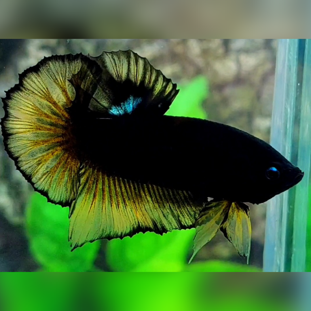 Black Light Yellow Vampire HMPK Betta Fish Male