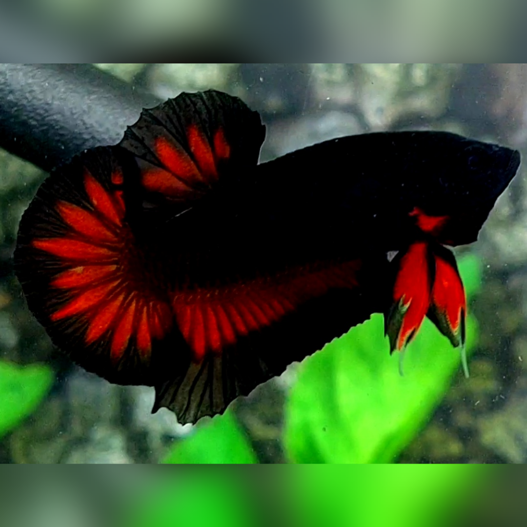 Black Light Red Vampire Butterfly HMPK Betta Fish Male