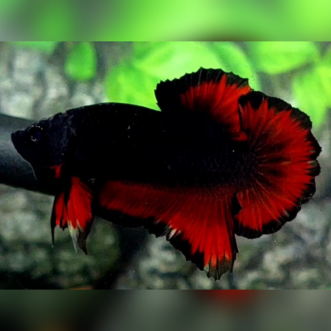 Black Light Red Vampire HMPK Betta Fish Male