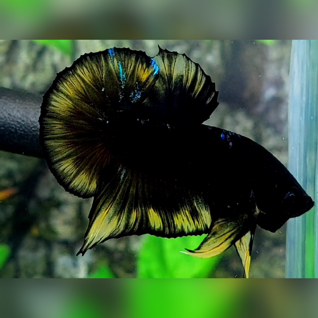 Black Light Yellow Vampire HMPK Betta Fish Male