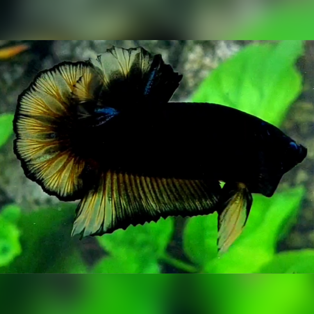 Black Light Yellow Vampire HMPK Betta Fish Male