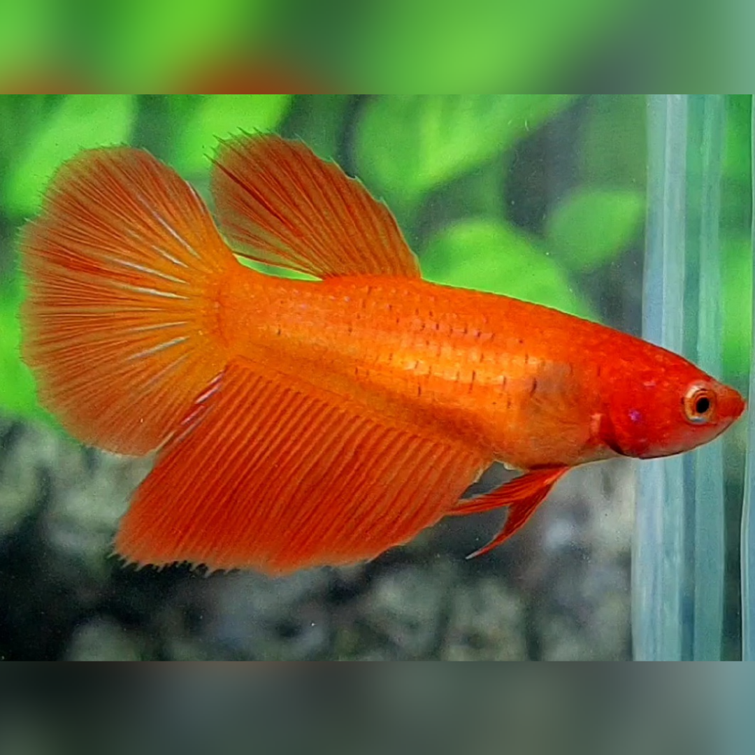 Solid Orange Halfmoon Betta Fish Female For Sorority / Breed