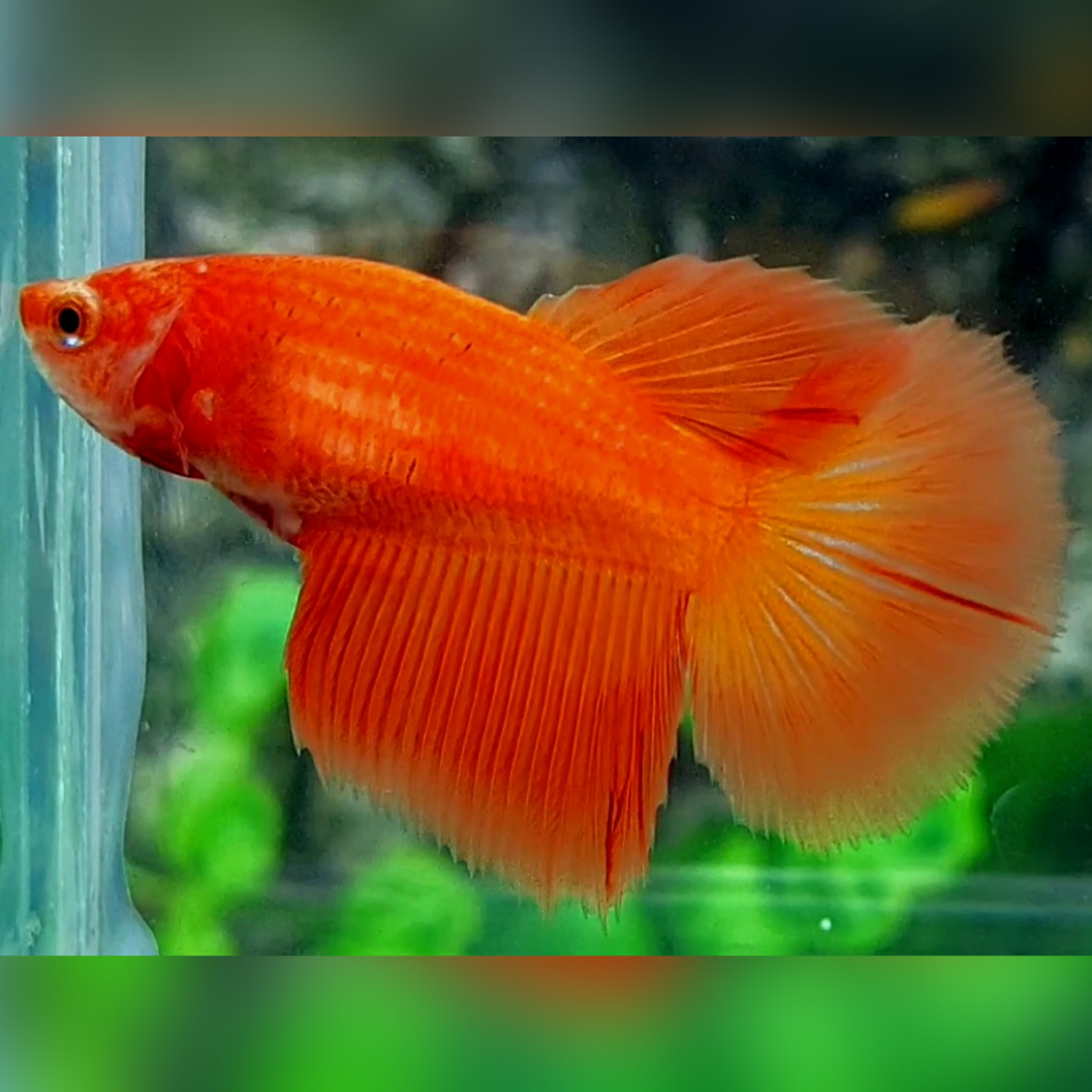 Solid Orange Halfmoon Betta Fish Female For Sorority / Breed
