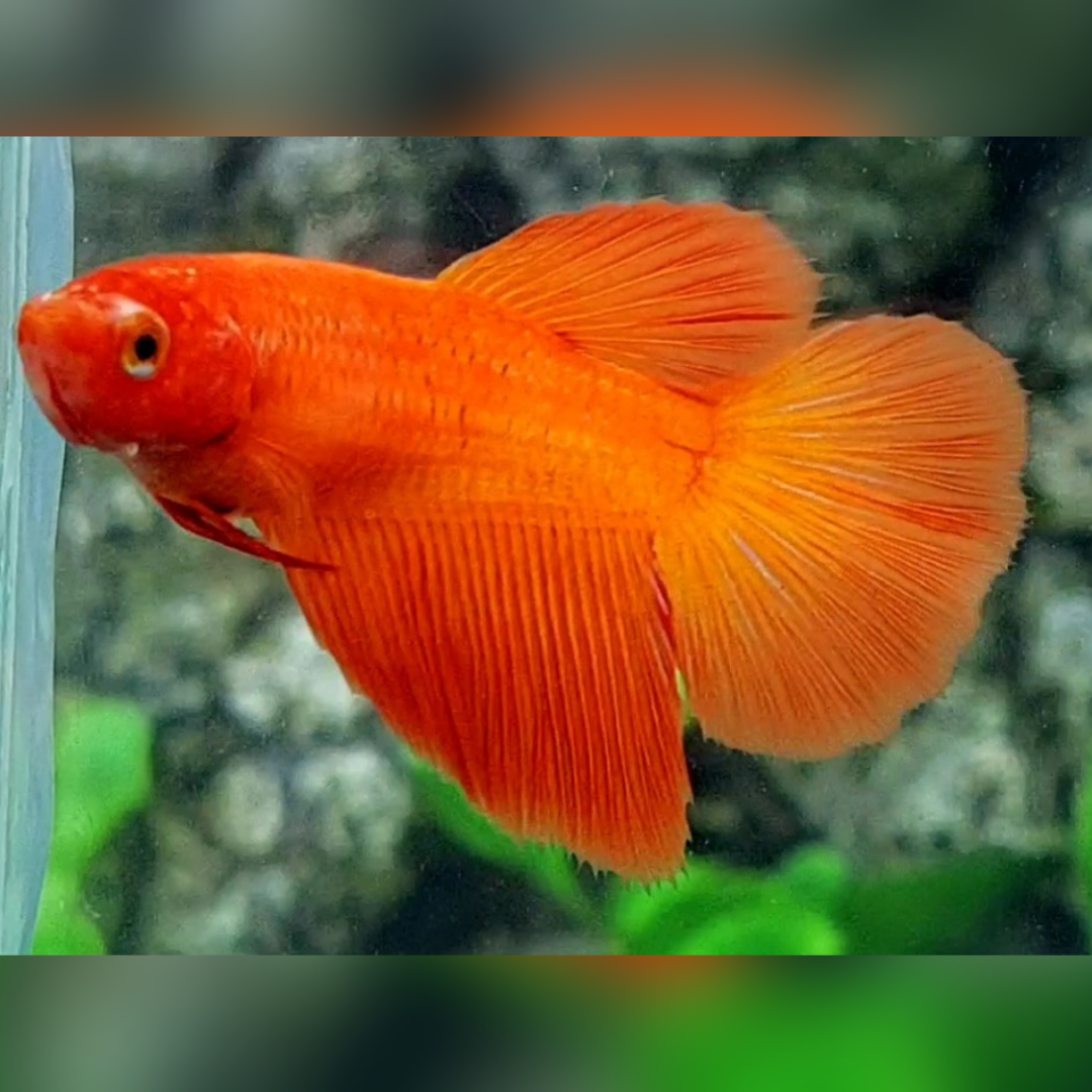 Solid Orange Halfmoon Betta Fish Female For Sorority / Breed