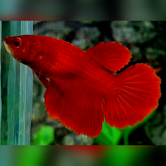 Solid Super Red Halfmoon Betta Fish Female For Sorority / Breed