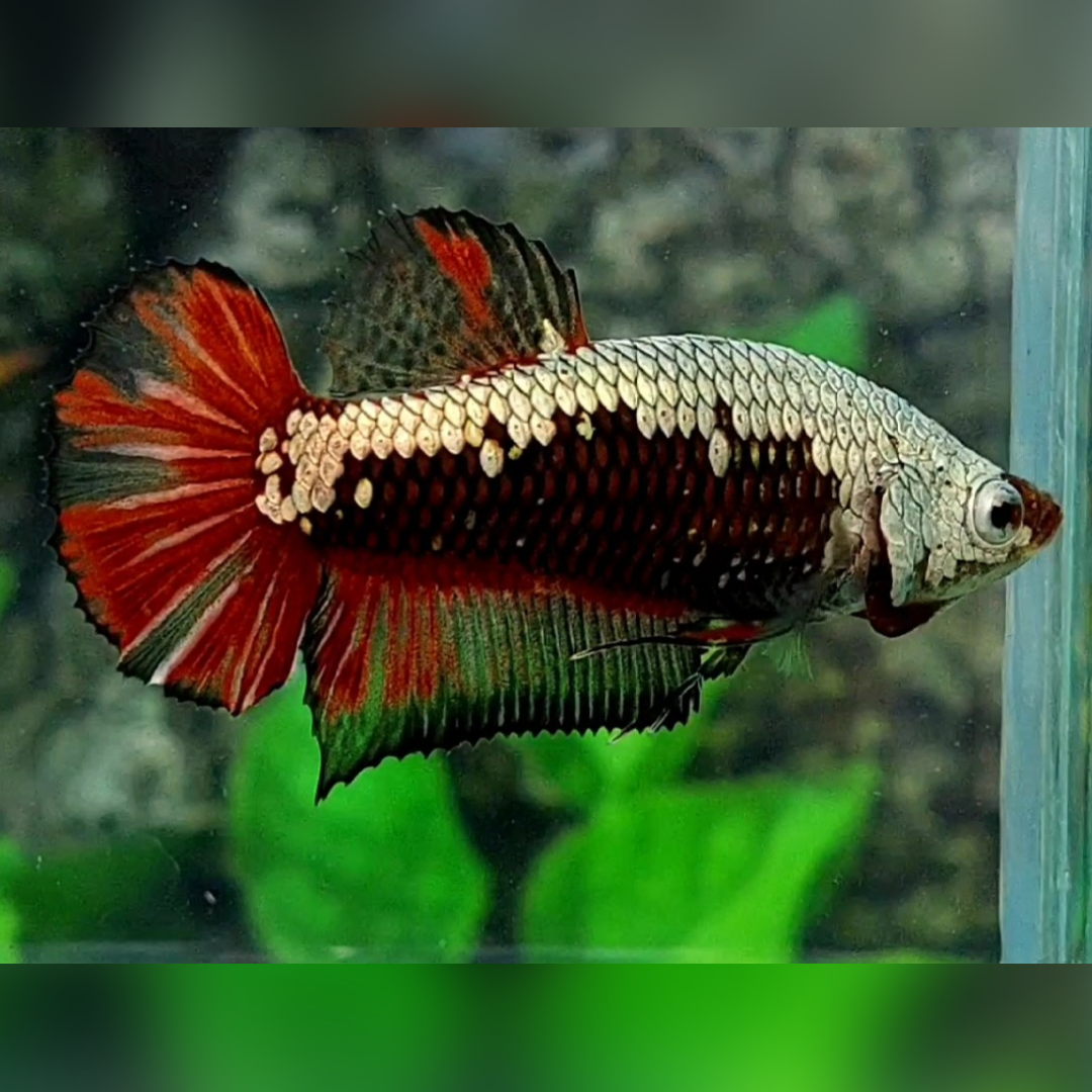 Red Black Samurai HMPK Betta Fish Female For Sorority Breed #cs