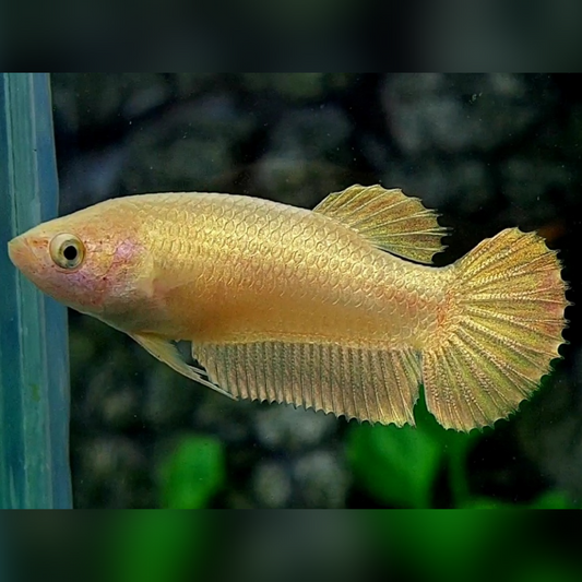 Solid Super Gold 24K HMPK Female For Sorority / Breed #na