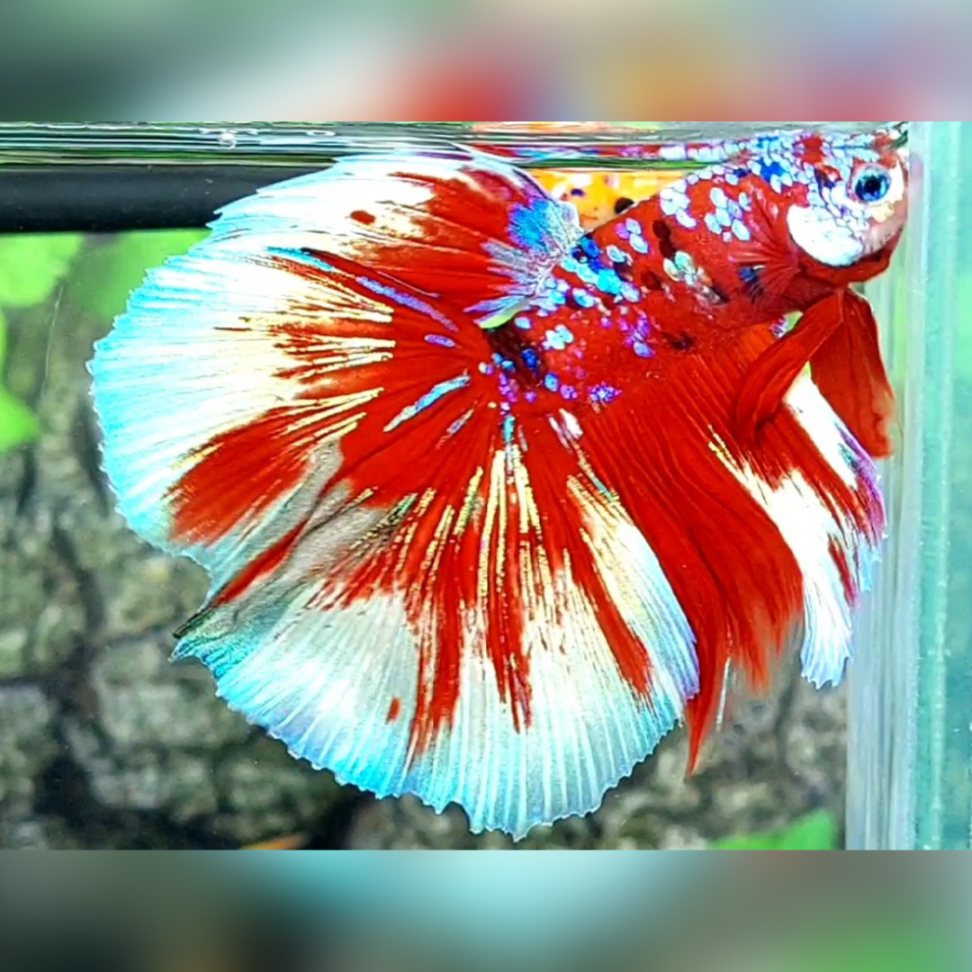 Red Barongsai Galaxy Halfmoon Betta Fish Male