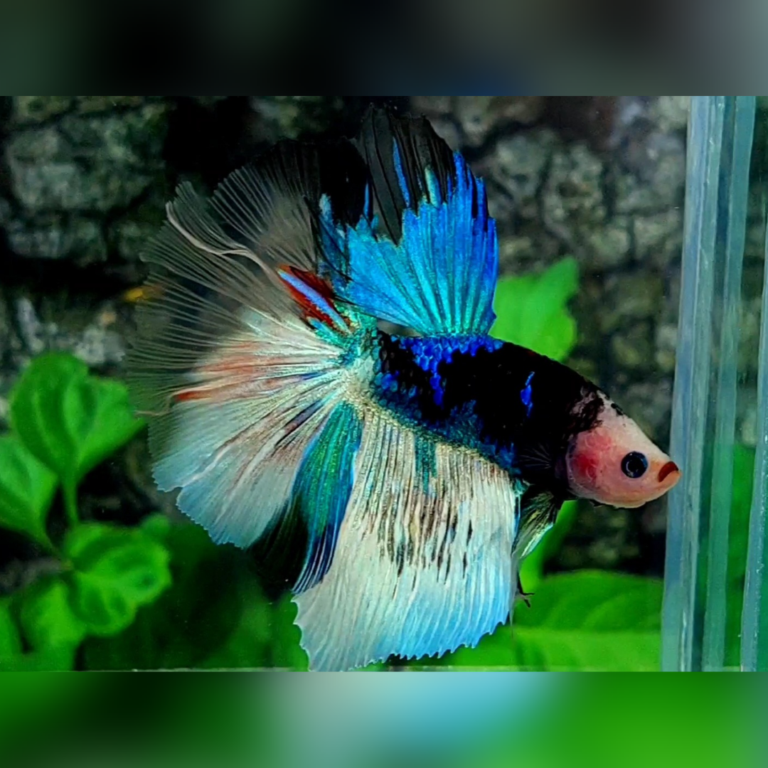Monster Face Black Koi Galaxy Halfmoon Betta Fish Male