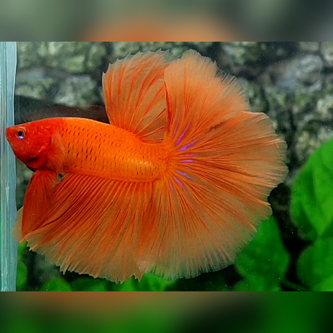 Solid Orange Over Halfmoon Betta Fish Male