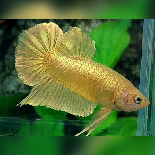 Solid Super Gold 24K HMPK Betta Fish Male