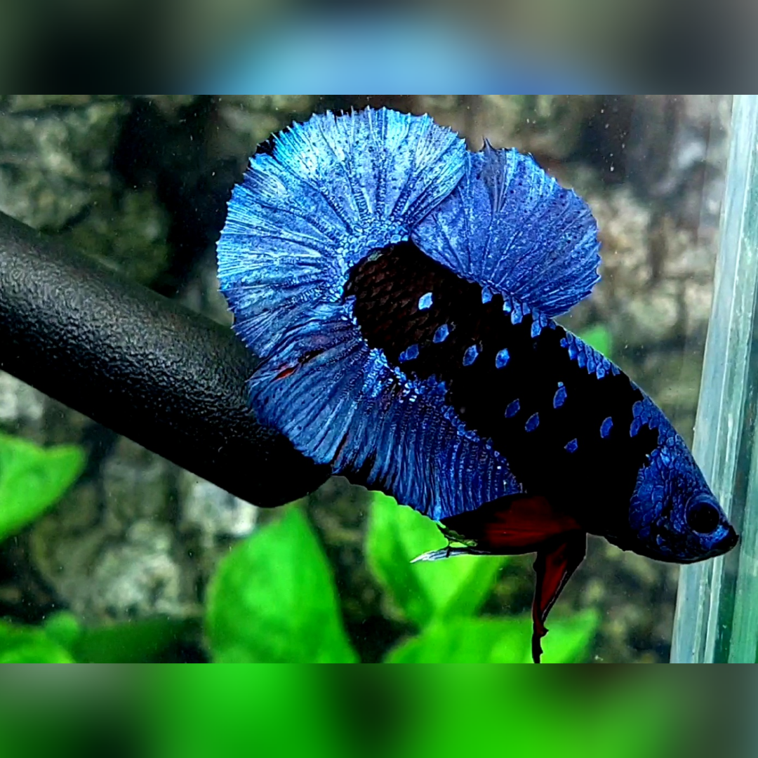 Avatar Grey HMPK Betta Fish Male