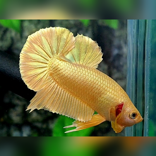 Solid Super Gold 24K Over HMPK Male #na