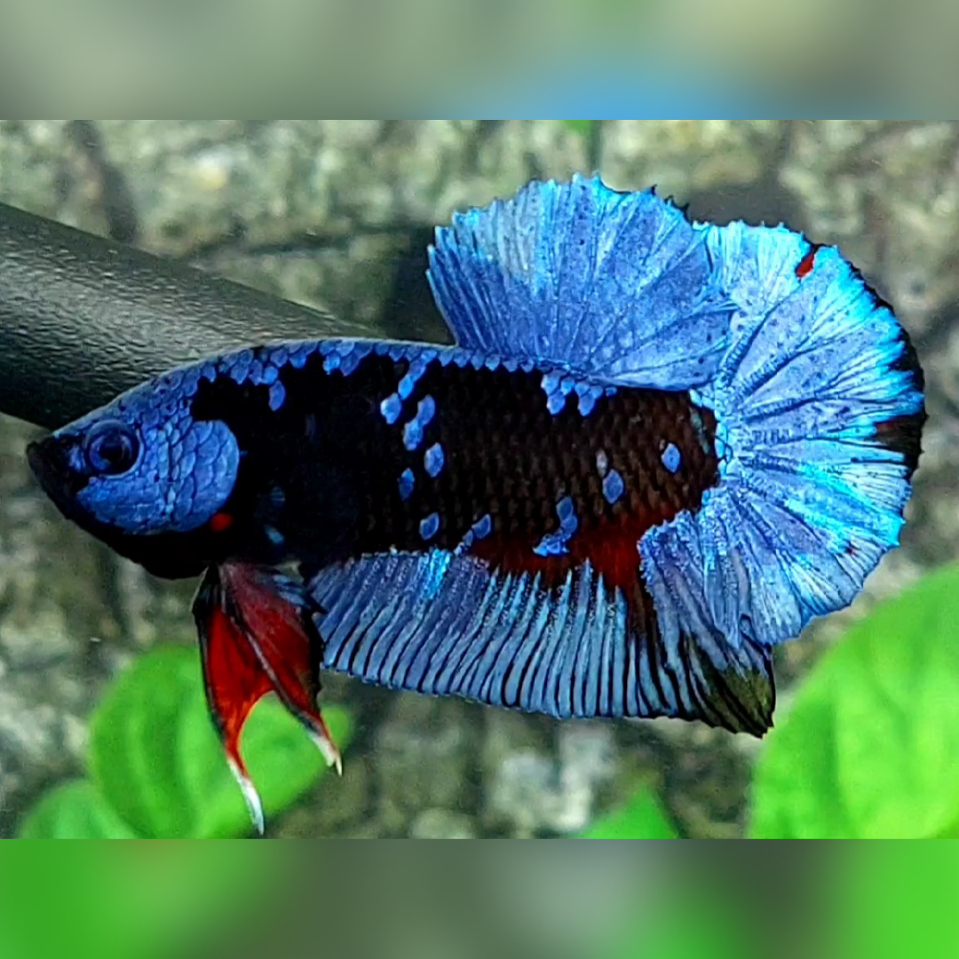 Avatar Grey HMPK Betta Fish Male