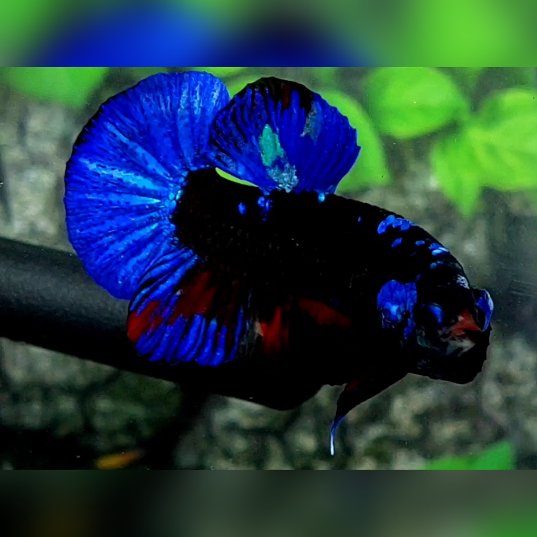 Black Light star Blue HMPK Betta Fish Male