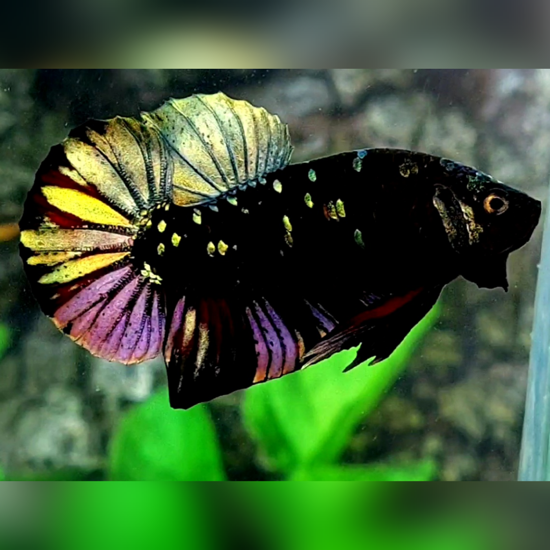 Avatar Blackstar Copper Purple Gold HMPK Betta Fish Male