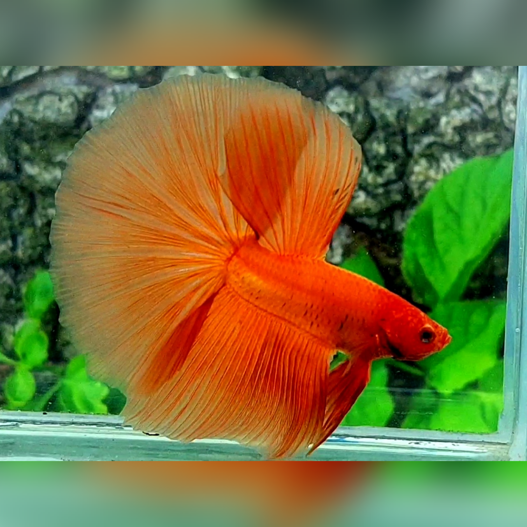 Solid Orange Halfmoon Betta Fish Male