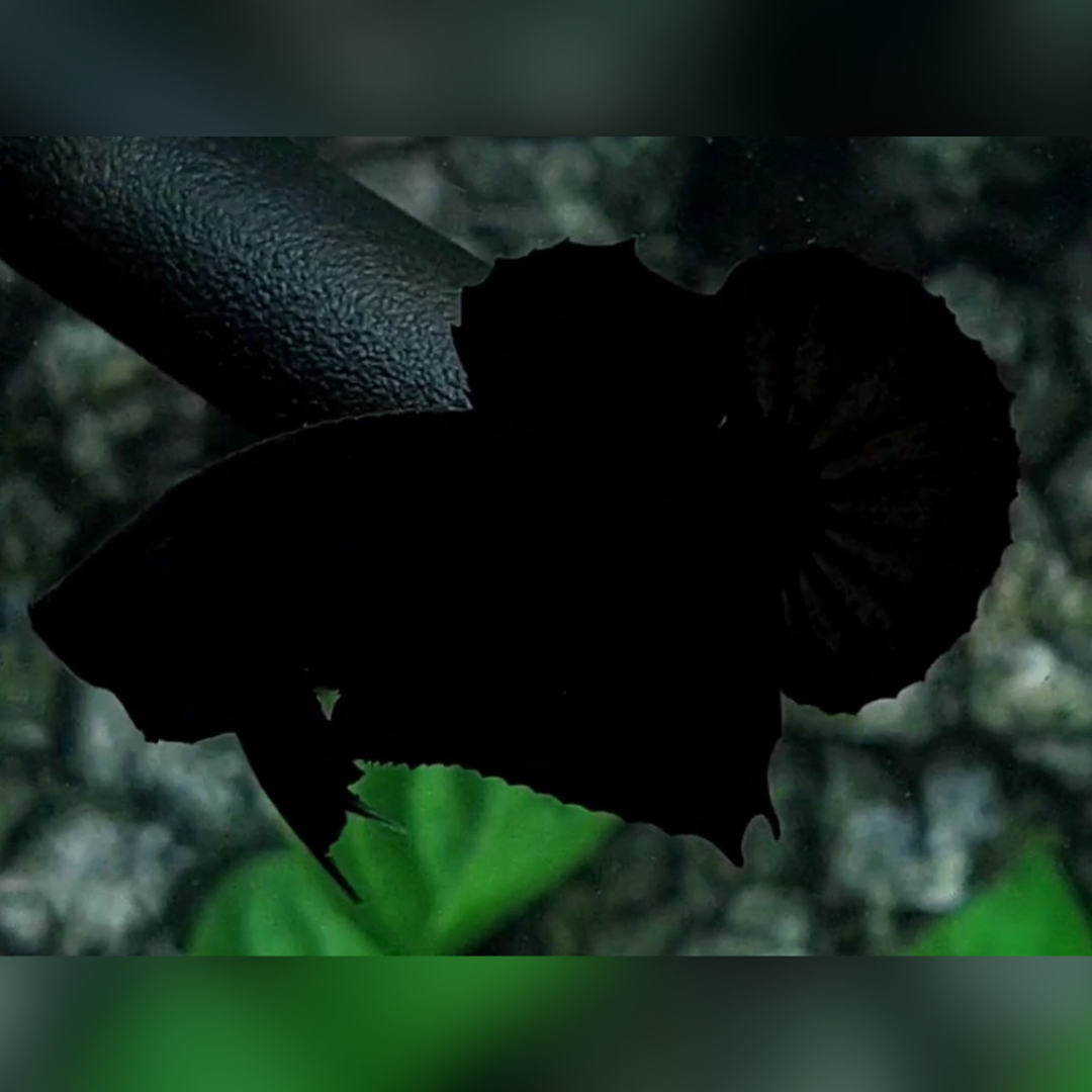 Solid Super Black HMPK Betta Fish Male