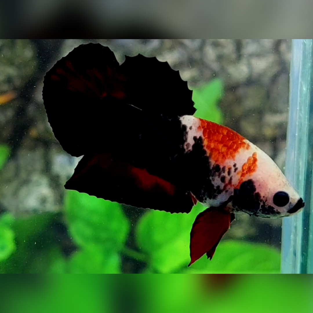 Black Koi Tancho HMPK Betta Fish Male