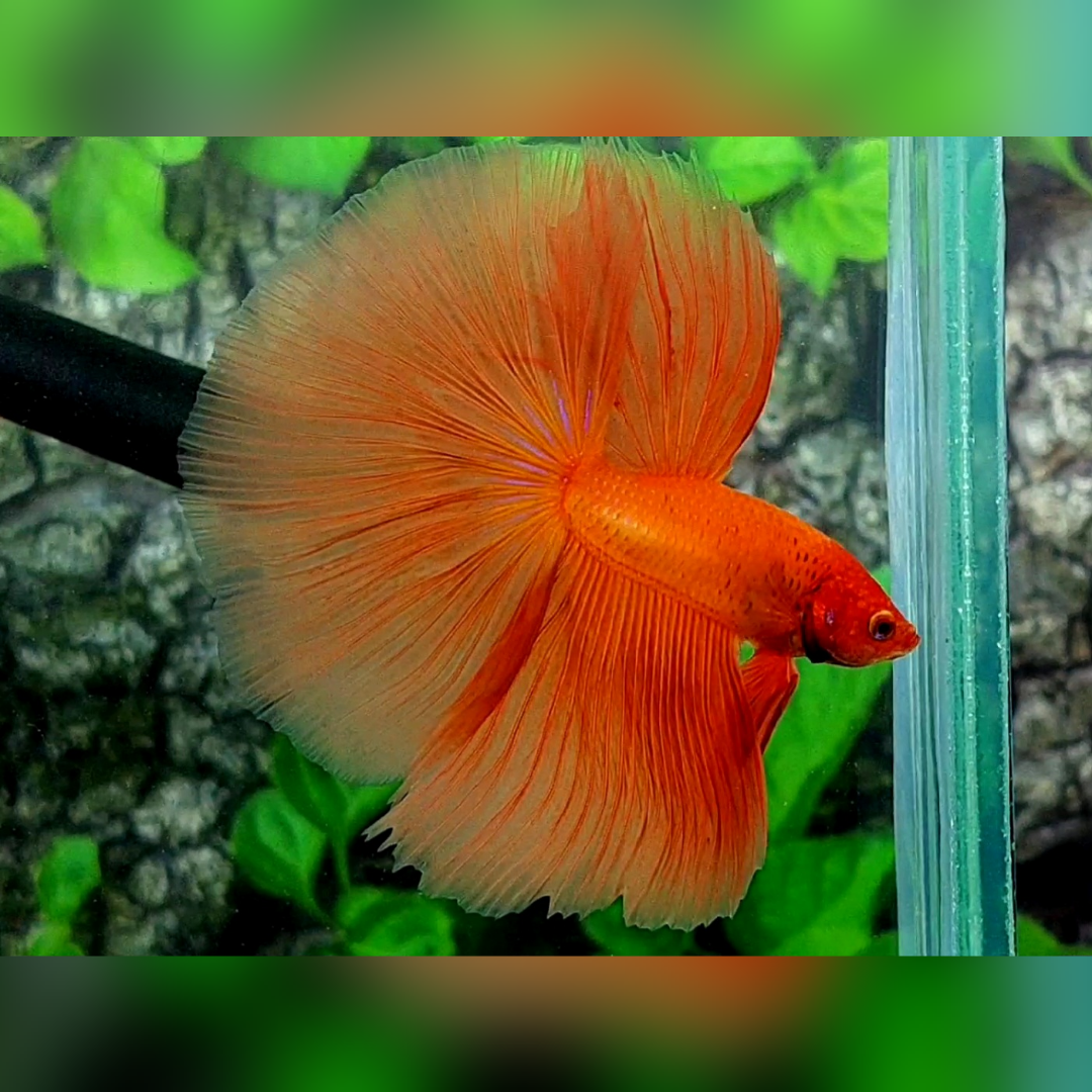 Solid Orange Halfmoon Betta Fish Male