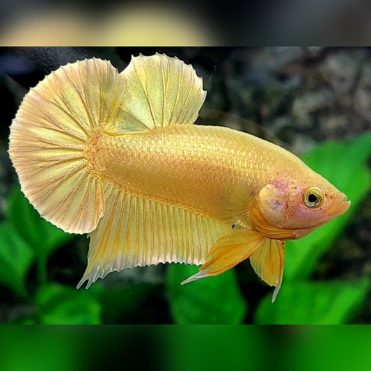Solid Super Gold 24K Over HMPK Betta Fish Male