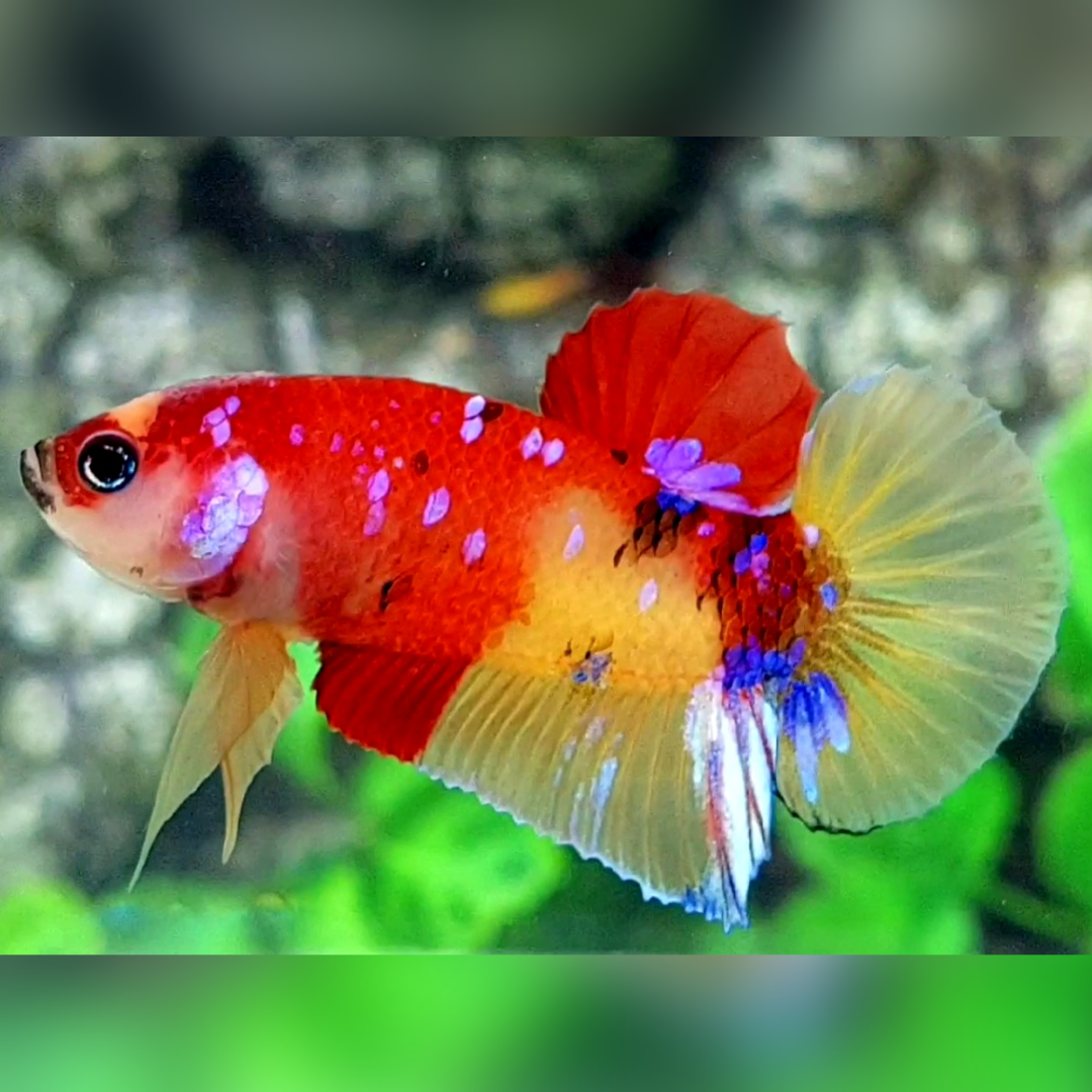 Yellow Nemo Koi Candy Purple Galaxy HMPK Betta Fish Male